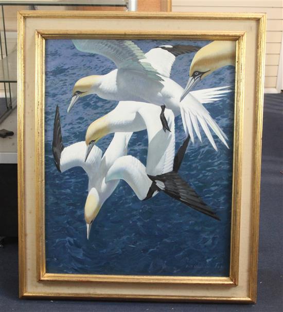 Keith Shackleton (1923-2015) Dive Sequence: Gannets 30 x 24in.